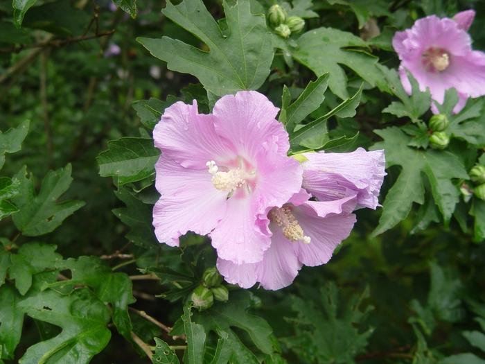 Hibiscus Pollypetite&reg;