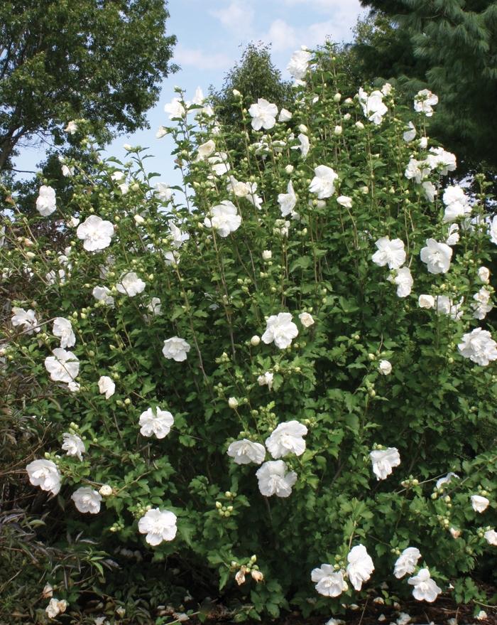 Hibiscus syriacus White Chiffon&reg;
