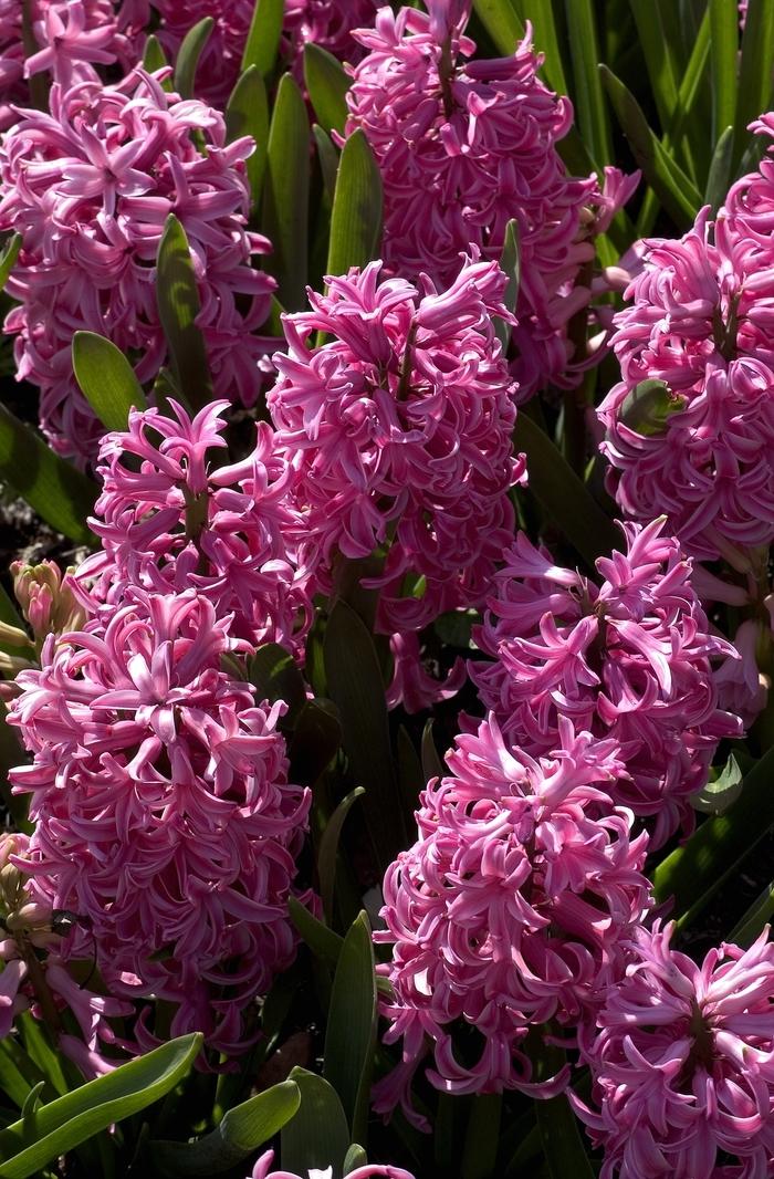 Hyacinthus orientalis Pink Pearl