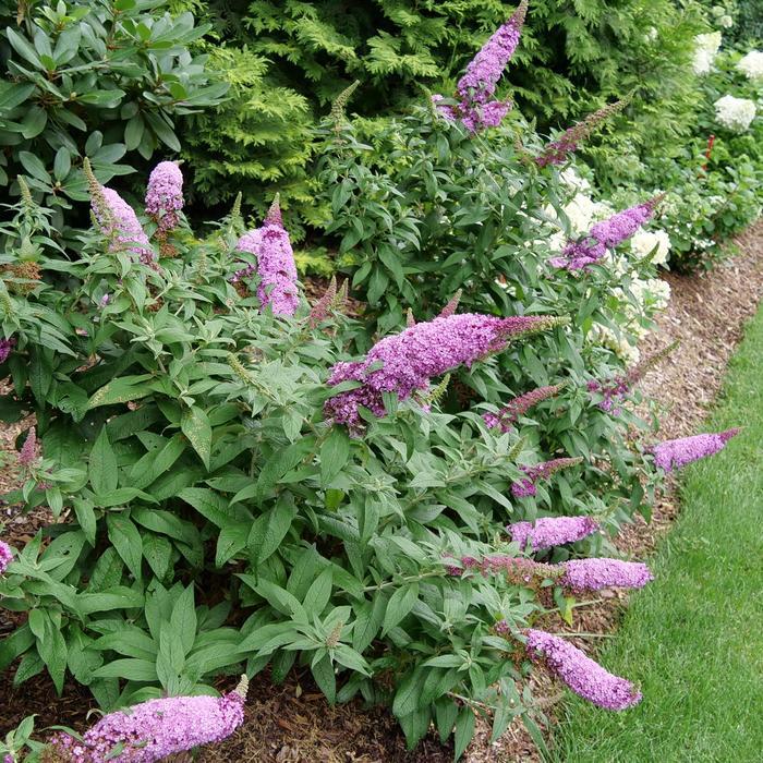 Buddleia Pugster Pinker&reg;