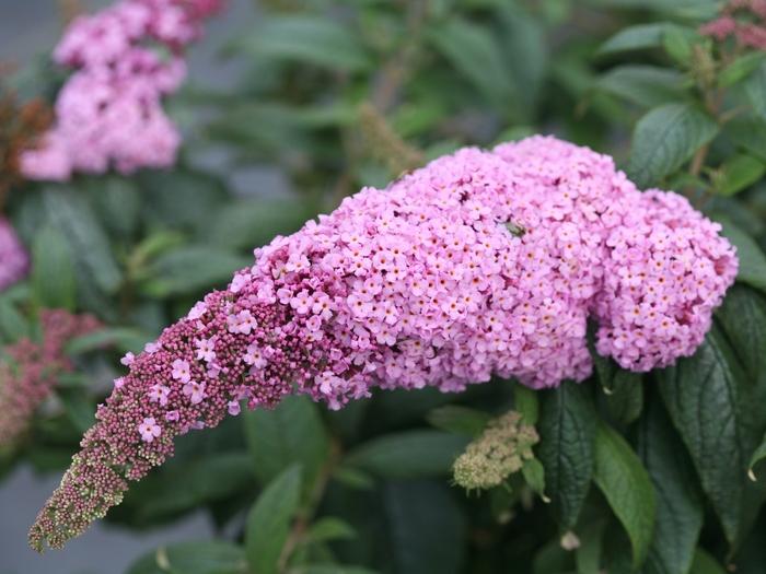 Buddleia Pugster Pink&reg;