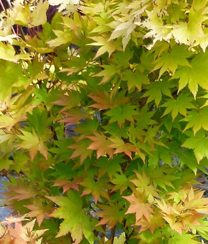 Acer palmatum Orange Dream