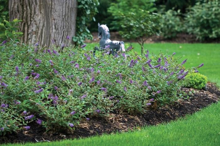 Buddleia Lo & Behold&reg; Blue Chip