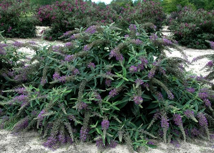 Buddleia Lo & Behold&reg; Purple Haze