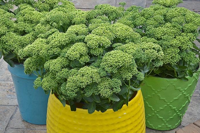 Sedum Rock 'N Grow&reg; Lemonjade