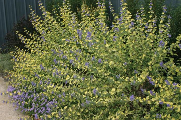 Caryopteris incana Sunshine Blue&reg;