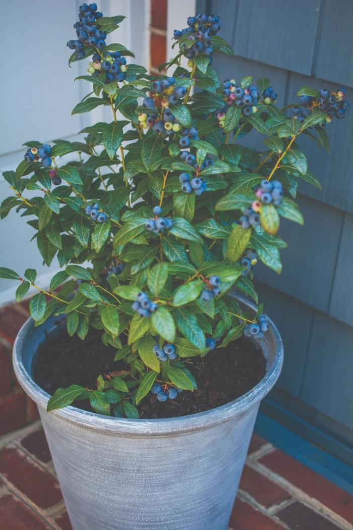 Vaccinium Bushel and Berry&reg; Perpetua&reg;