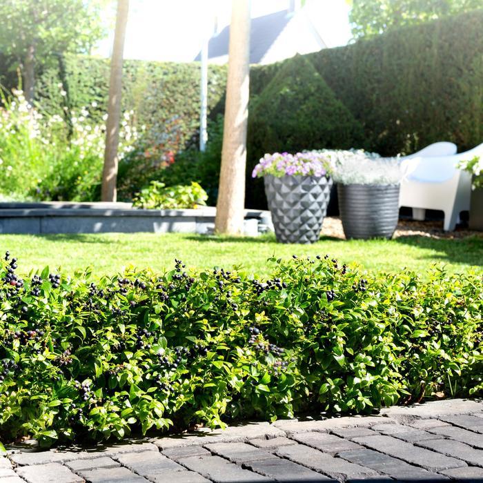 Vaccinium Bushel and Berry&reg; BerryBux&trade;