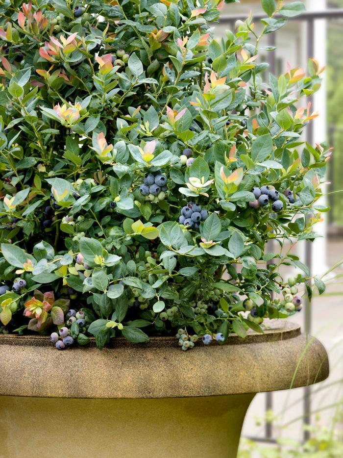 Vaccinium Bushel and Berry&reg; Pink Icing&reg;