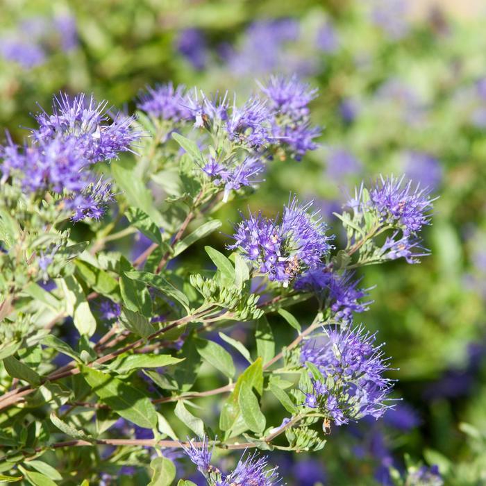 Caryopteris x clandonensis Sapphire Surf&trade;