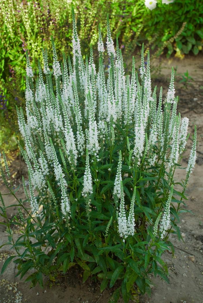 Veronica Magic Show&reg; White Wands