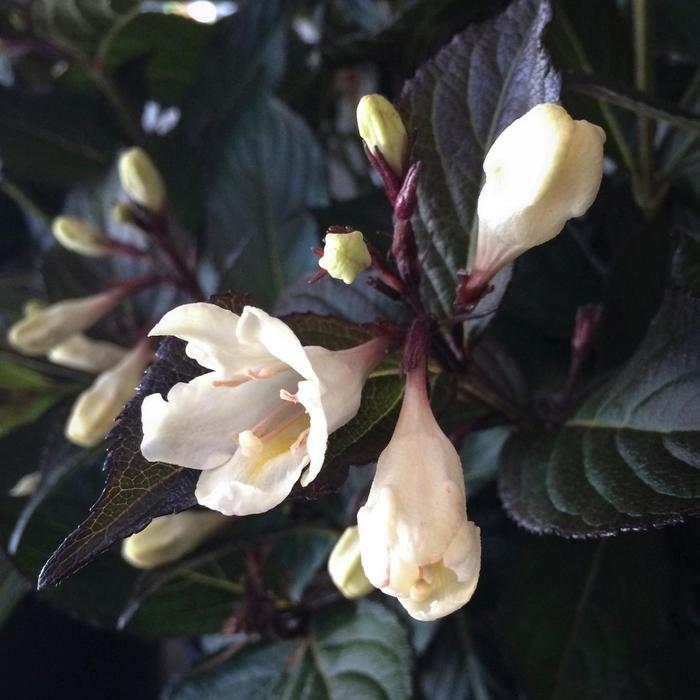 Weigela Date Night&trade; Tuxedo