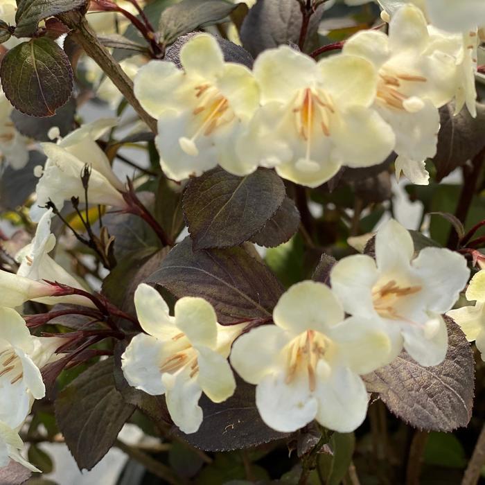 Weigela florida Wine and Spirits&reg;