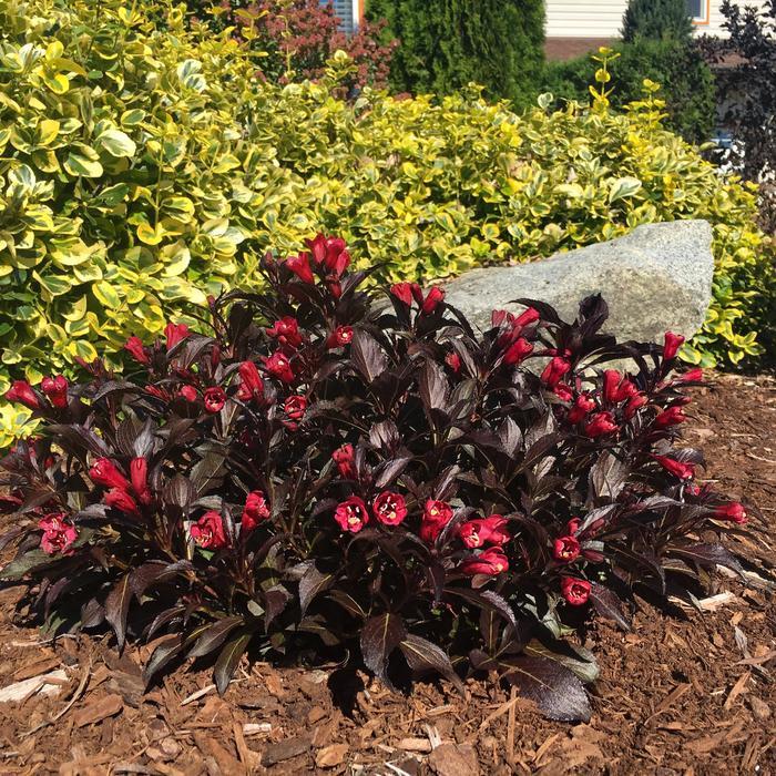Weigela Date Night&trade; Electric Love&reg;