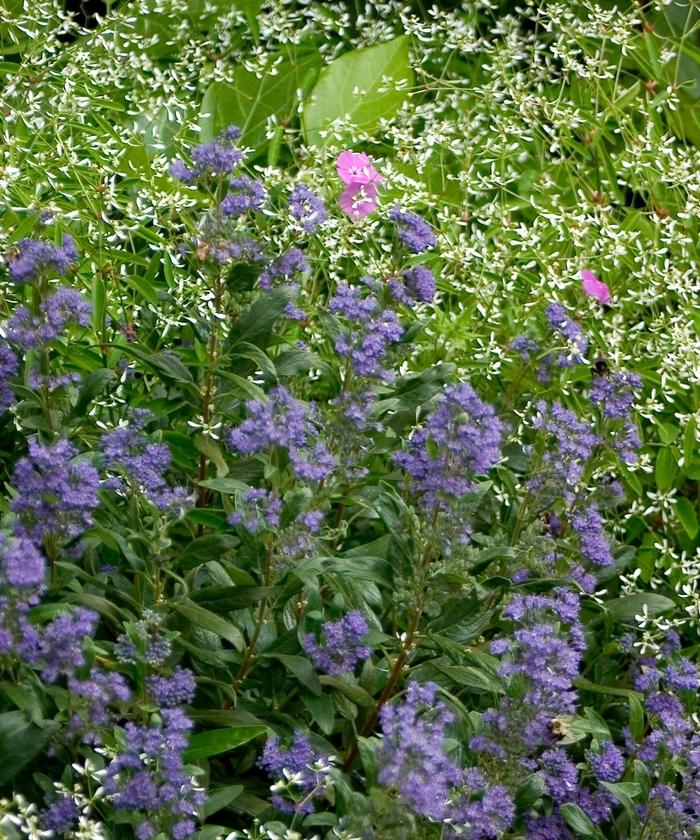 Caryopteris x clandonensis Petit Bleu&trade;