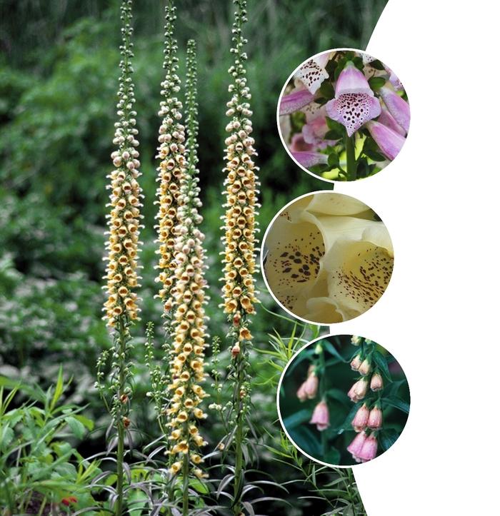Digitalis 