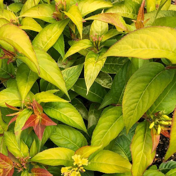 Diervilla splendens Firefly&trade;
