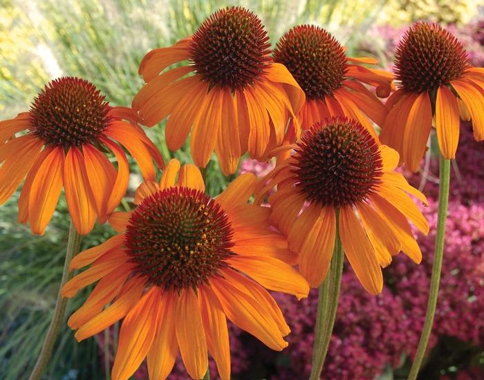 Echinacea Prairie Pillars&trade; Tiki Torch