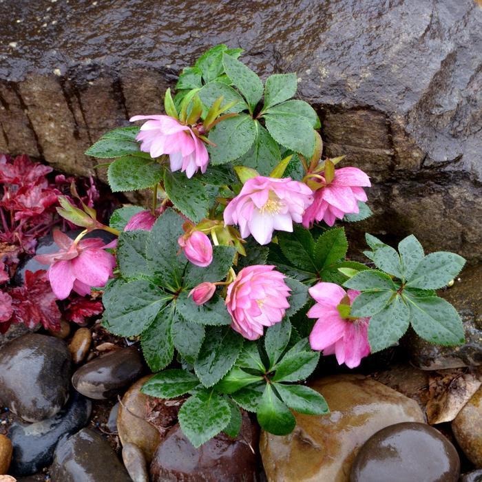 Helleborus North Star&trade; Pink