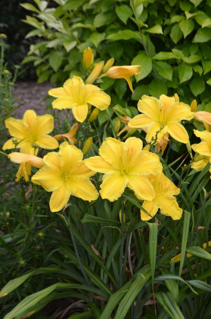 Hemerocallis Golden Morning
