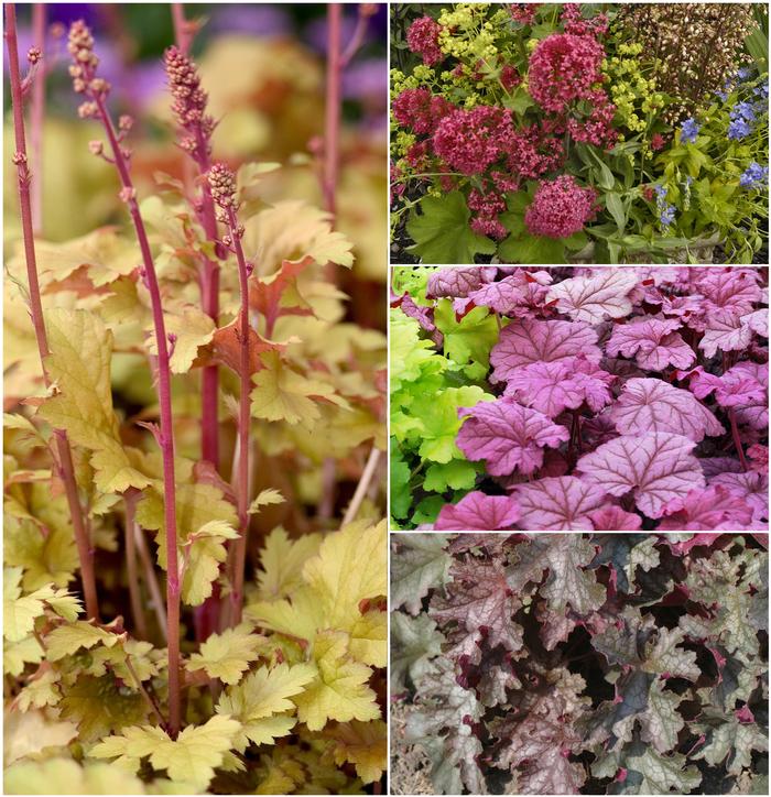 Heuchera 