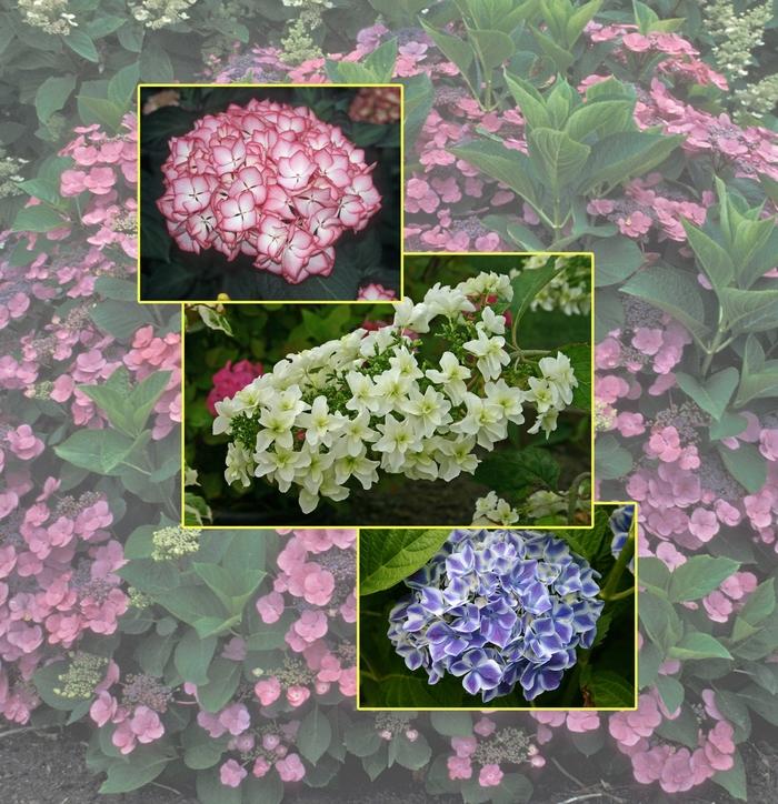 Hydrangea 