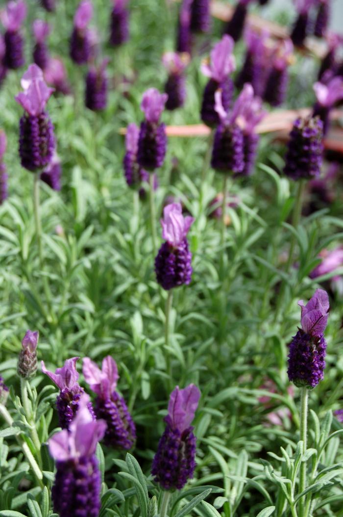 Lavandula stoechas Anouk Lavender