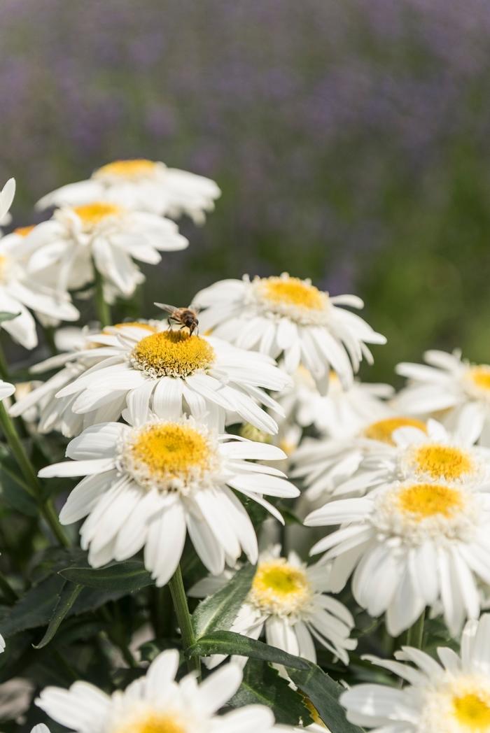 Leucanthemum maximum Sweet Daisy&trade; Birdy