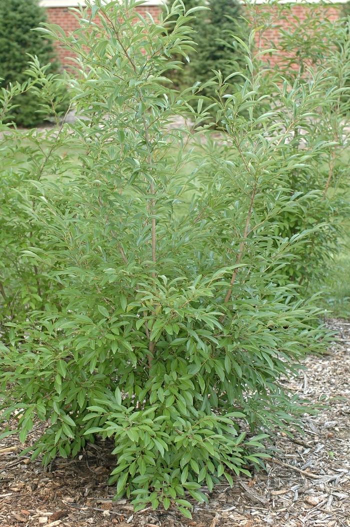 Lindera angustifolia 