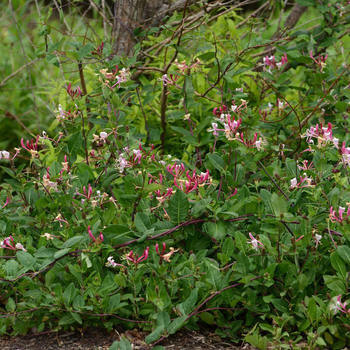 Lonicera periclymenum Peaches and Cream&trade;