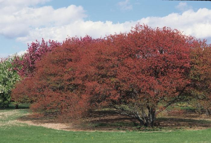 Malus Coralburst