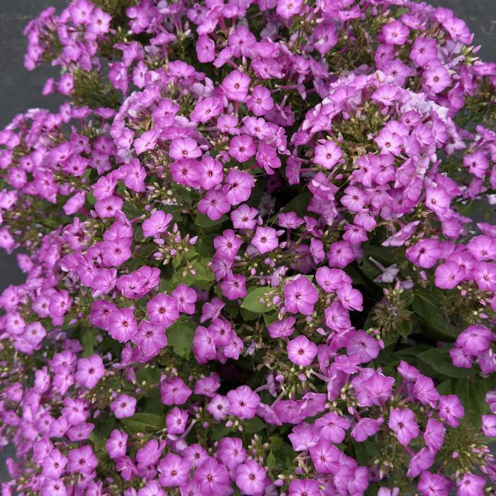 Phlox paniculata Flame&trade; Purple Eye