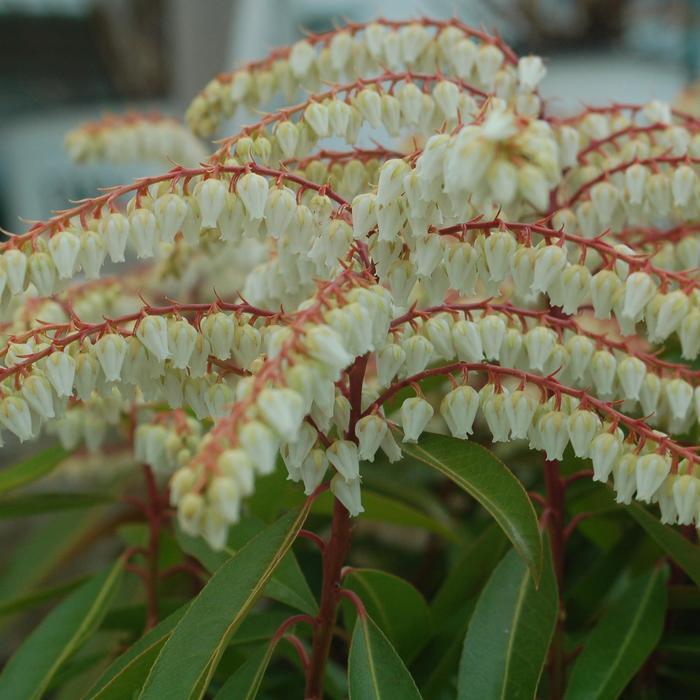 Pieris japonica Brouwer's Beauty