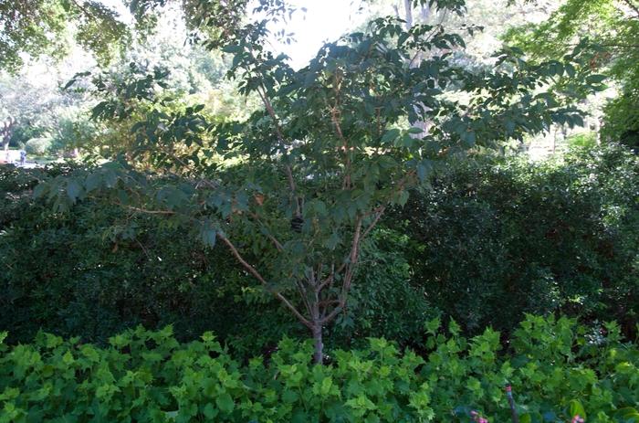 Prunus x subhirtella Autumnalis Rosea