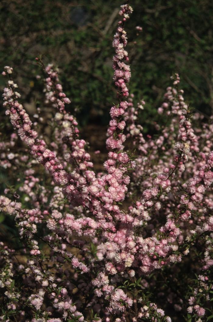 Prunus glandulosa Rosea Plena