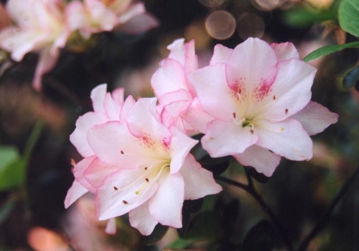 Rhododendron 