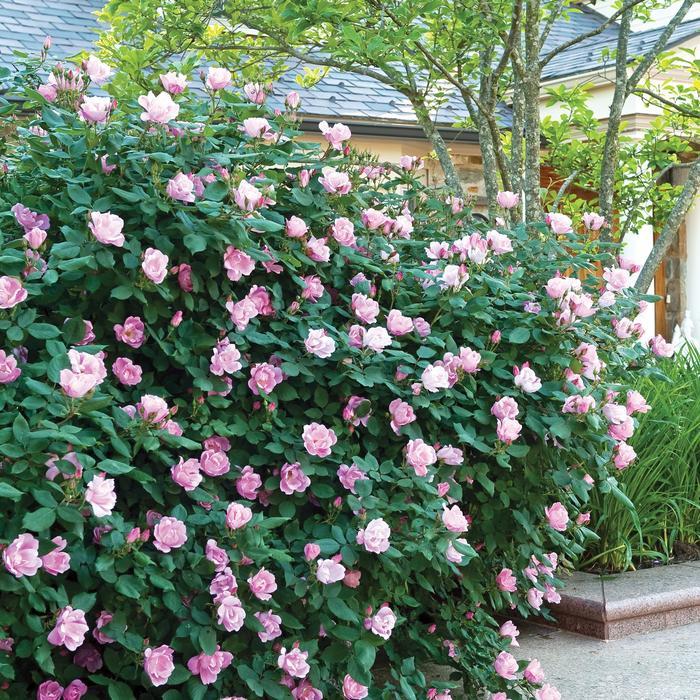 Rosa Knock Out&reg; Blushing Blushing