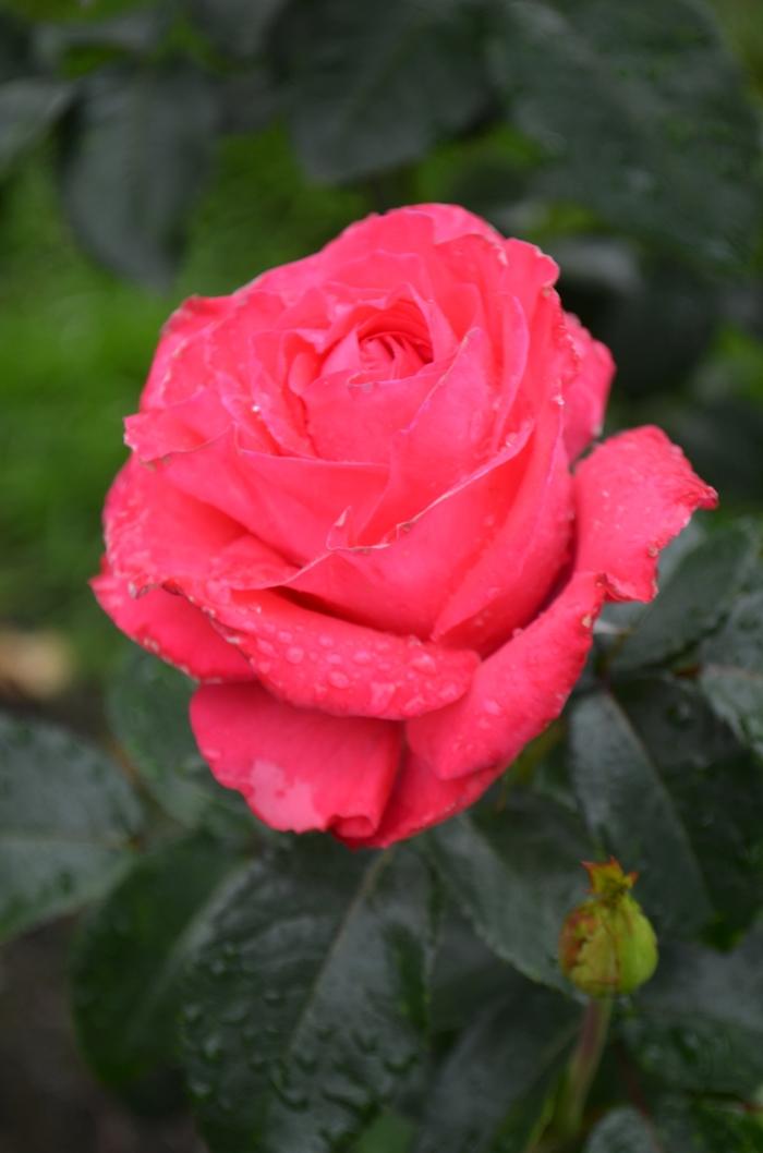 Rosa Eleganza&reg; Fiji&trade;