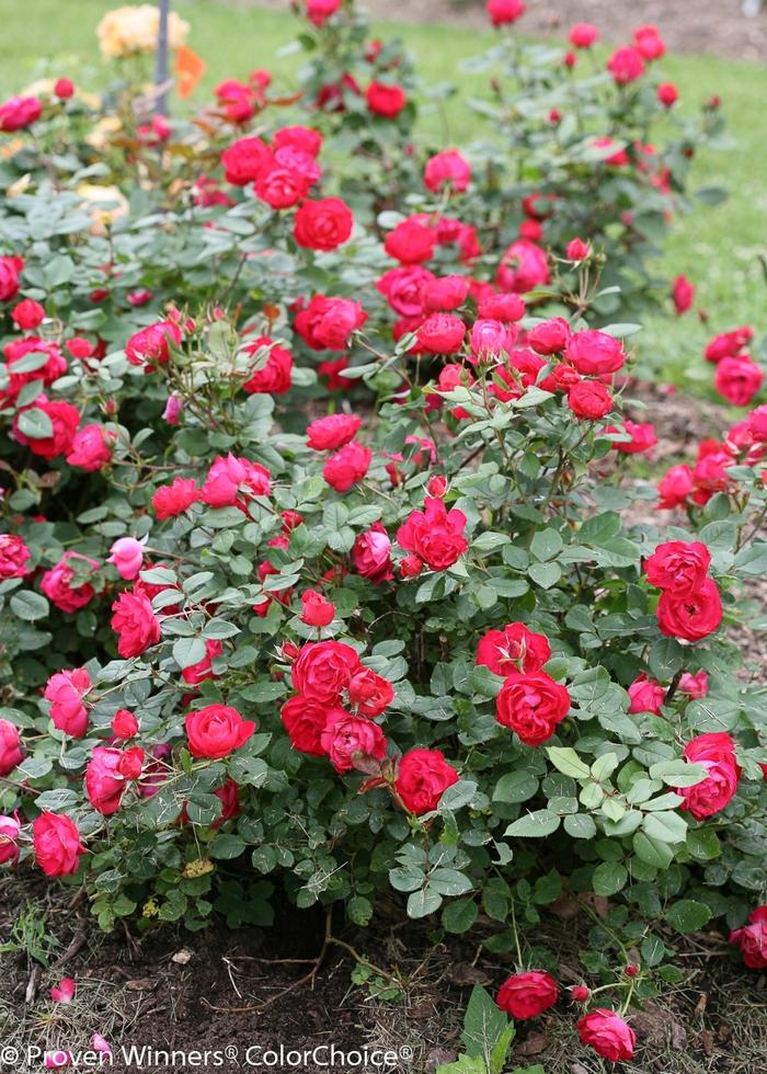 Rosa Oso Easy Double Red&reg;