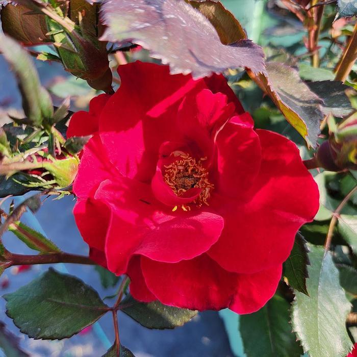 Rosa Miracle on the Hudson&reg: