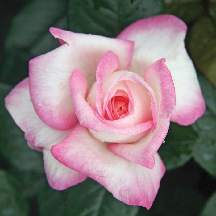 Rosa Best Kept Secret&trade;
