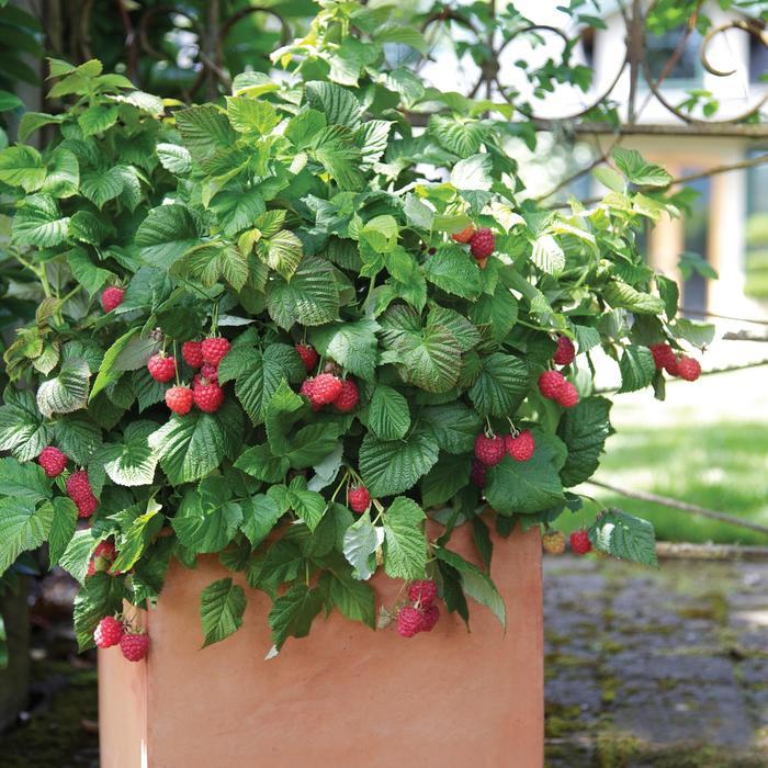 Rubus Bushel and Berry&reg; Raspberry Shortcake&reg;