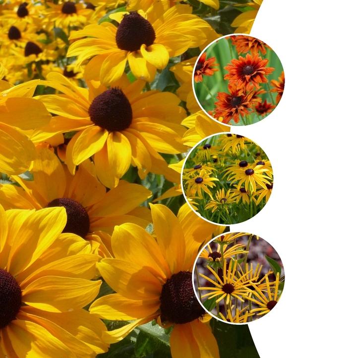 Rudbeckia 