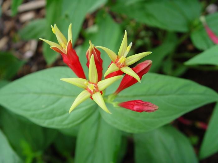 Spigelia marilandica 