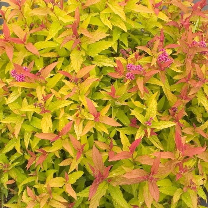 Spiraea japonica Double Play&reg; Gold