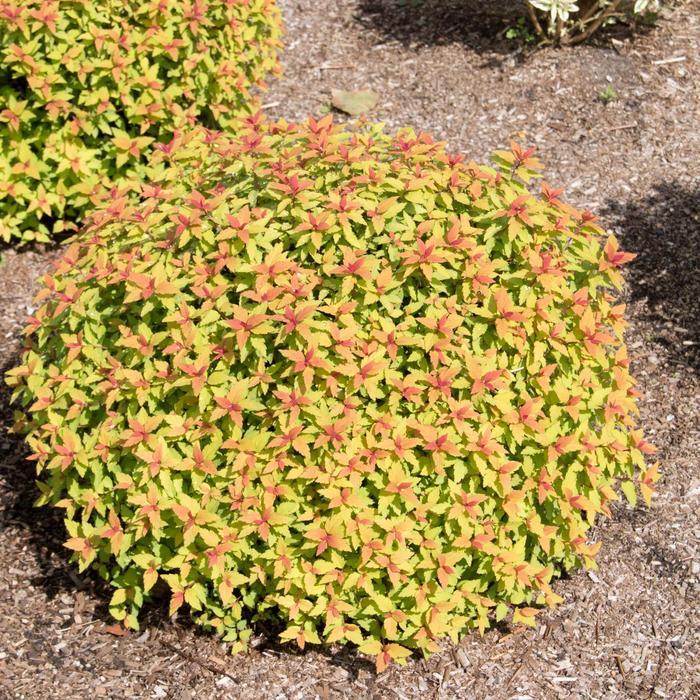 Spiraea japonica Rainbow Fizz&trade; 