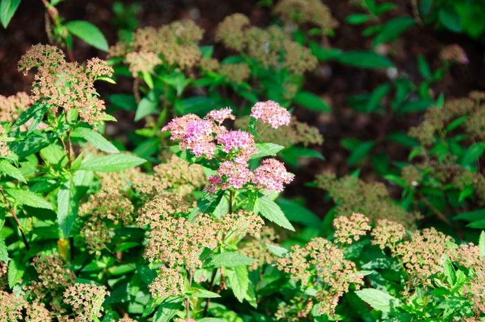 Spiraea x bumalda Shirobana (Shibori)