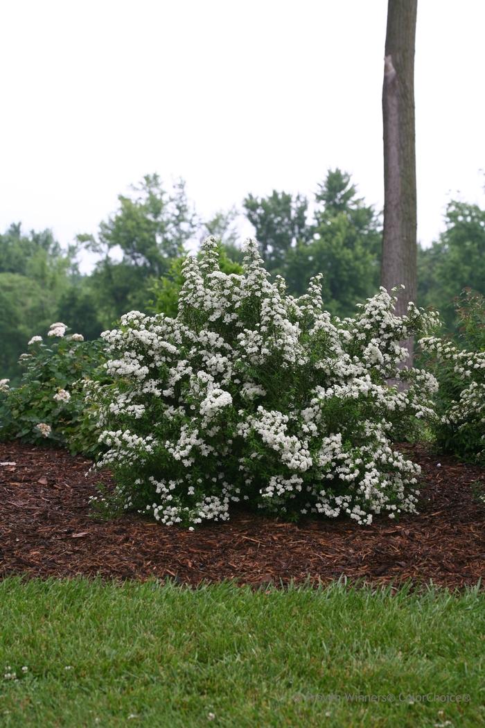 Spiraea nipponica Wedding Cake&reg;