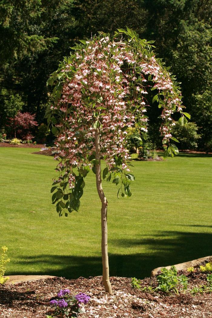 Styrax japonicus Marley's Pink&reg; 