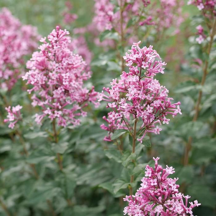 Syringa Bloomerang Ballet&reg; 